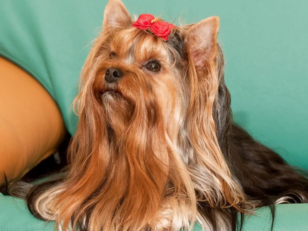 do-yorkies-have-human-hair