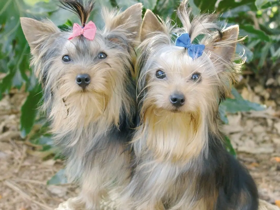 do-yorkies-have-human-hair