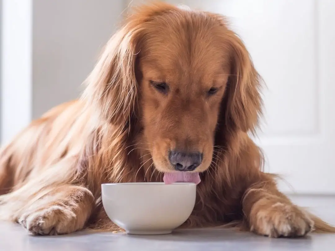 can-dogs-eat-tapioca