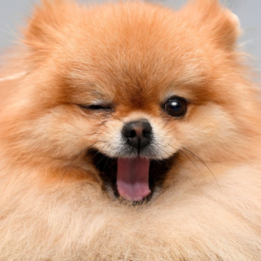 why-do-dogs-wink-at-you