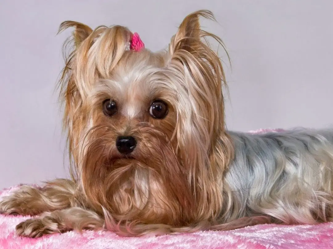 do-yorkies-have-human-hair