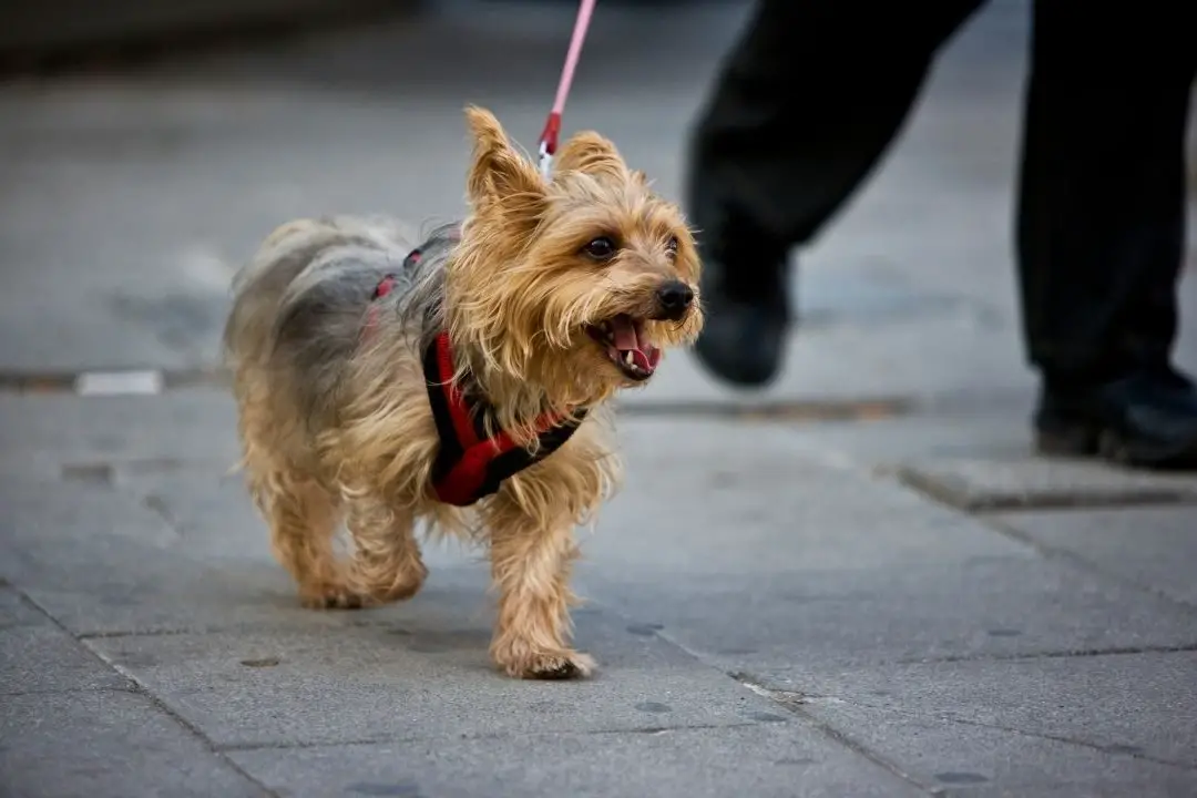 should-i-feed-my-dog-before-or-after-morning-walk