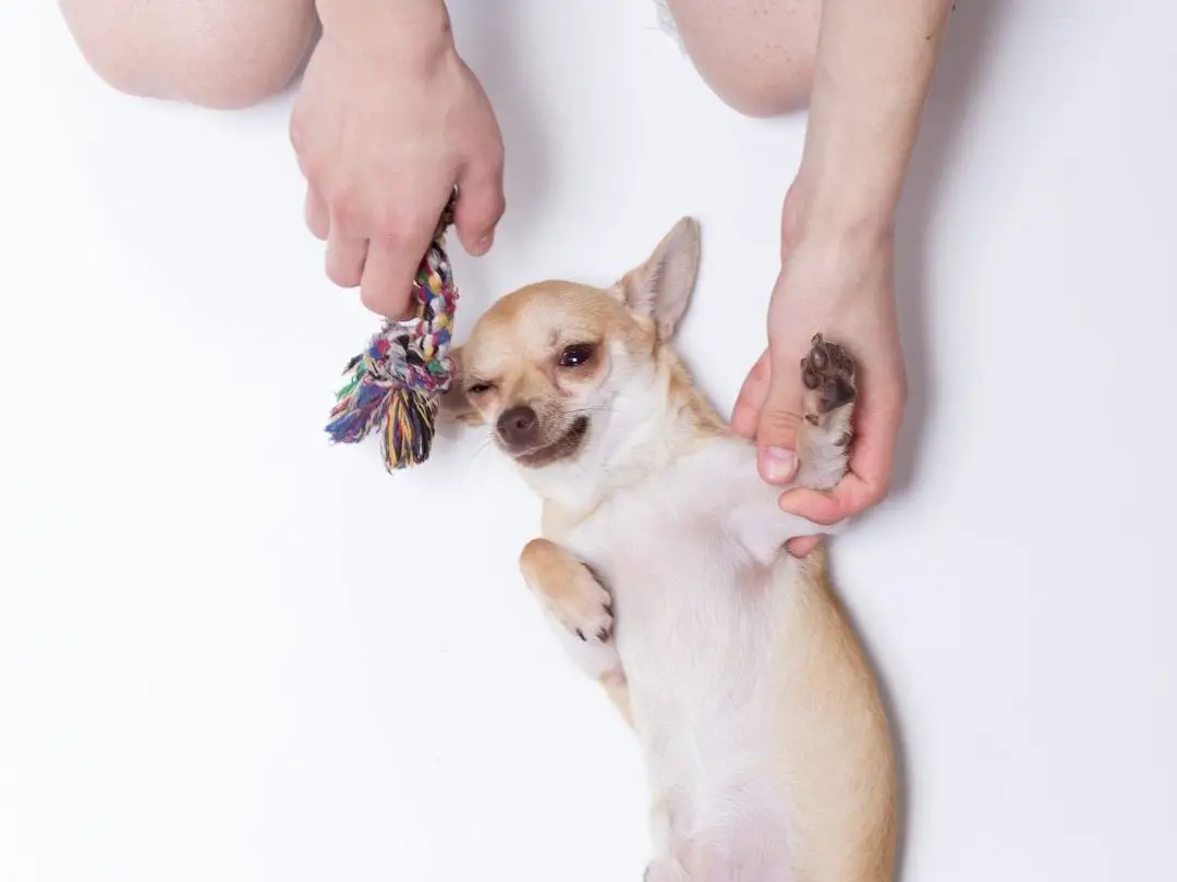 are-chihuahuas-difficult-to-train