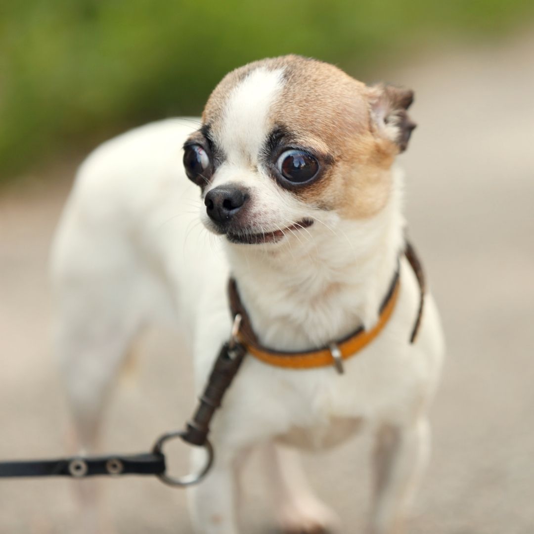 Why do Dogs Nibble on You? 6 Ways to Stop