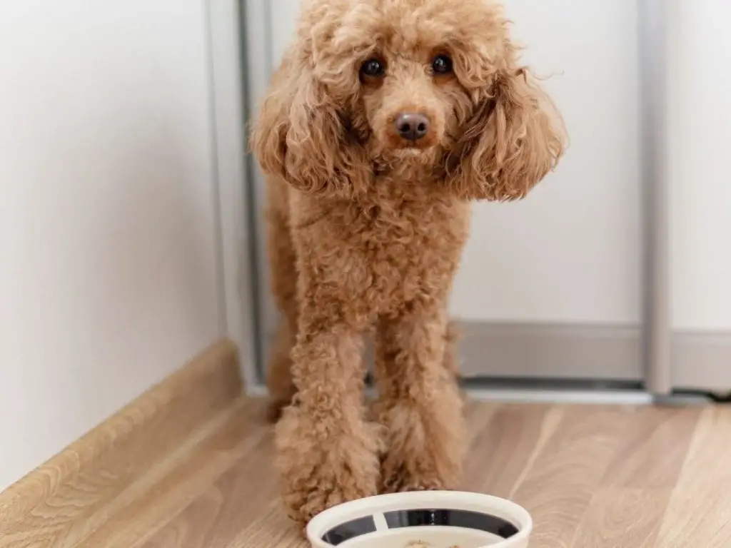 Should I Feed My Dog Before Or After Morning Walk 14 Helpful Guides should-i-feed-my-dog-before-or-after-morning-walk-14-helpful-guides