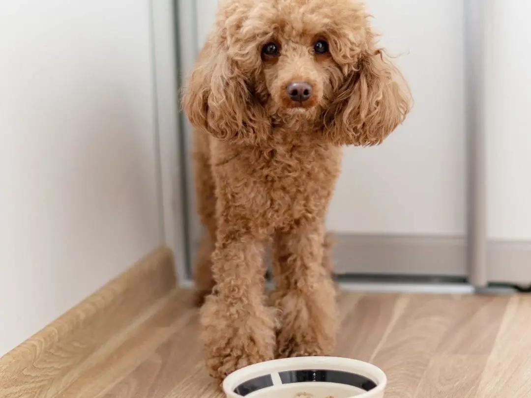 should-i-feed-my-dog-before-or-after-morning-walk