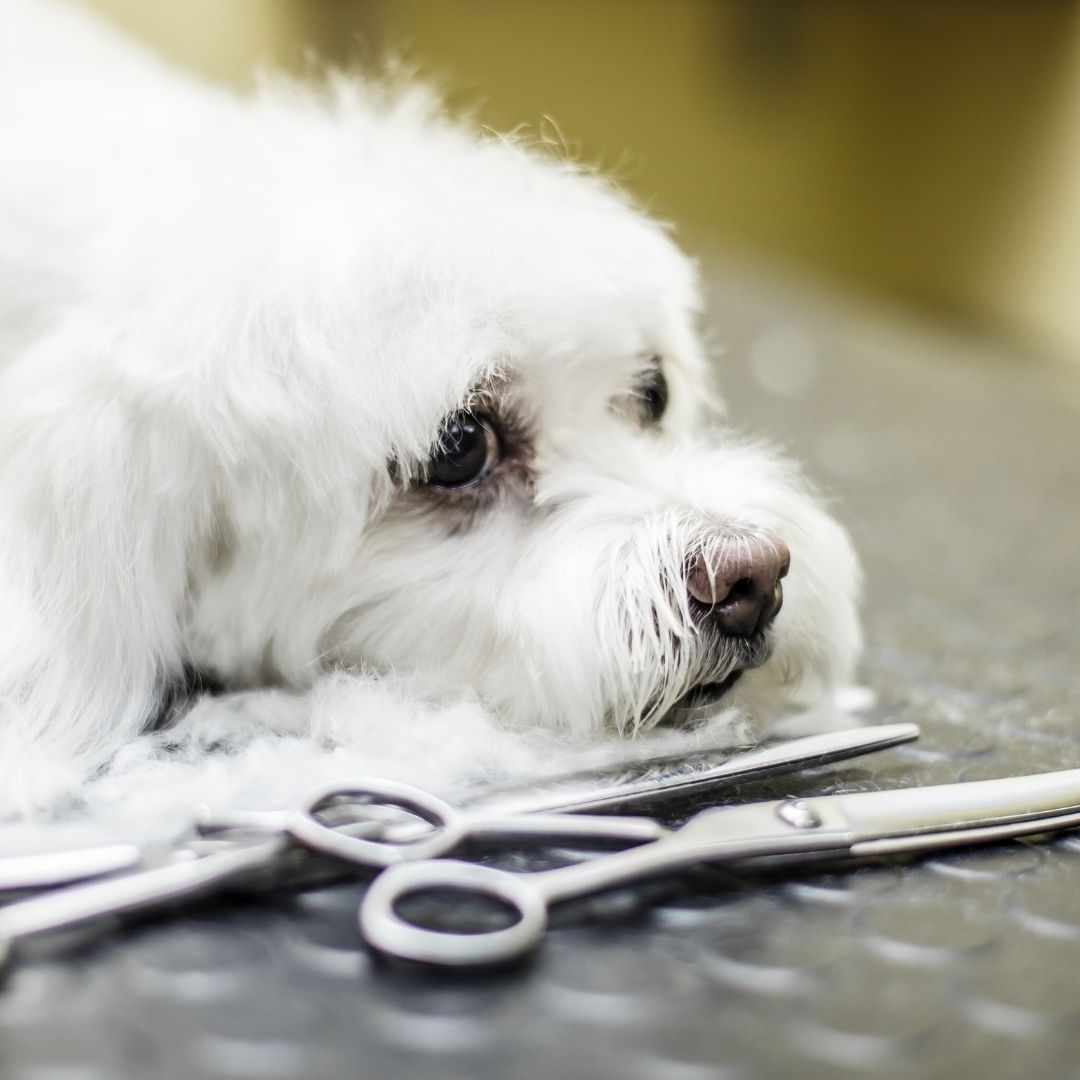 Do Dog Whiskers Grow Back?+3 Real Reasons Why They Fall By Experts