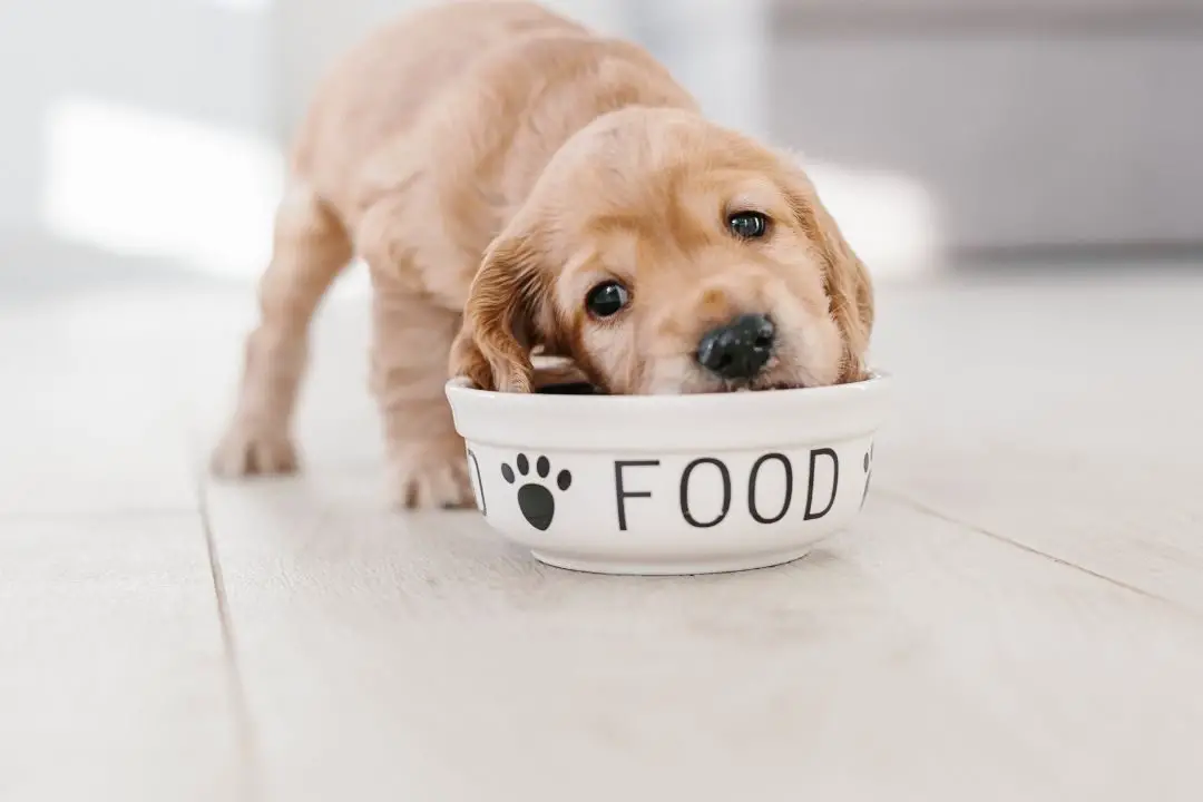 should-i-feed-my-dog-before-or-after-morning-walk