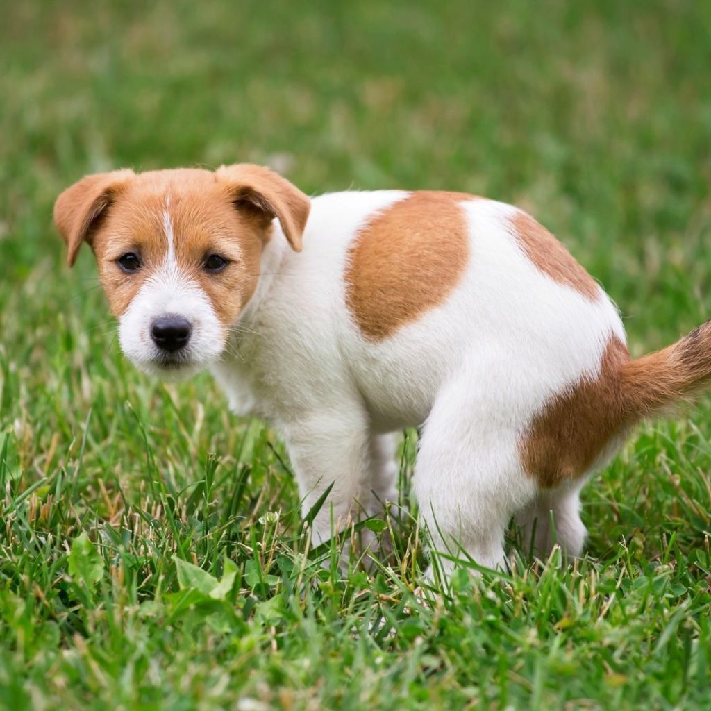 how-to-keep-dogs-from-pooping-in-your-yard