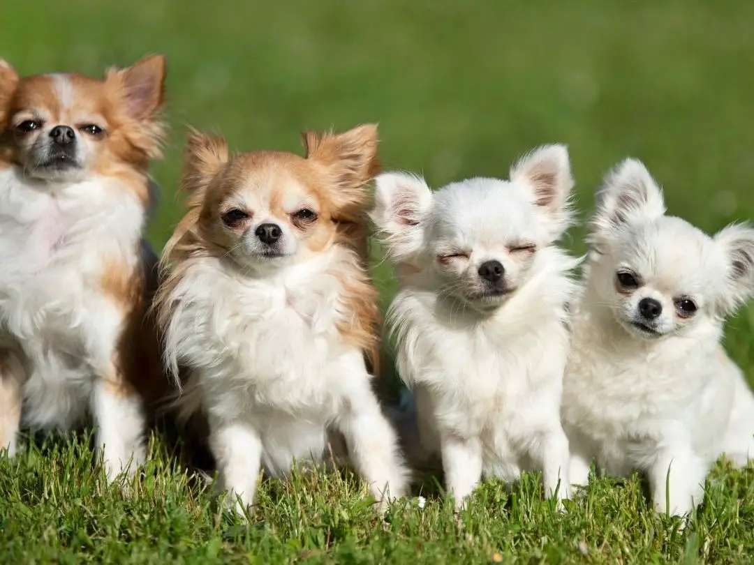 are-chihuahuas-difficult-to-train