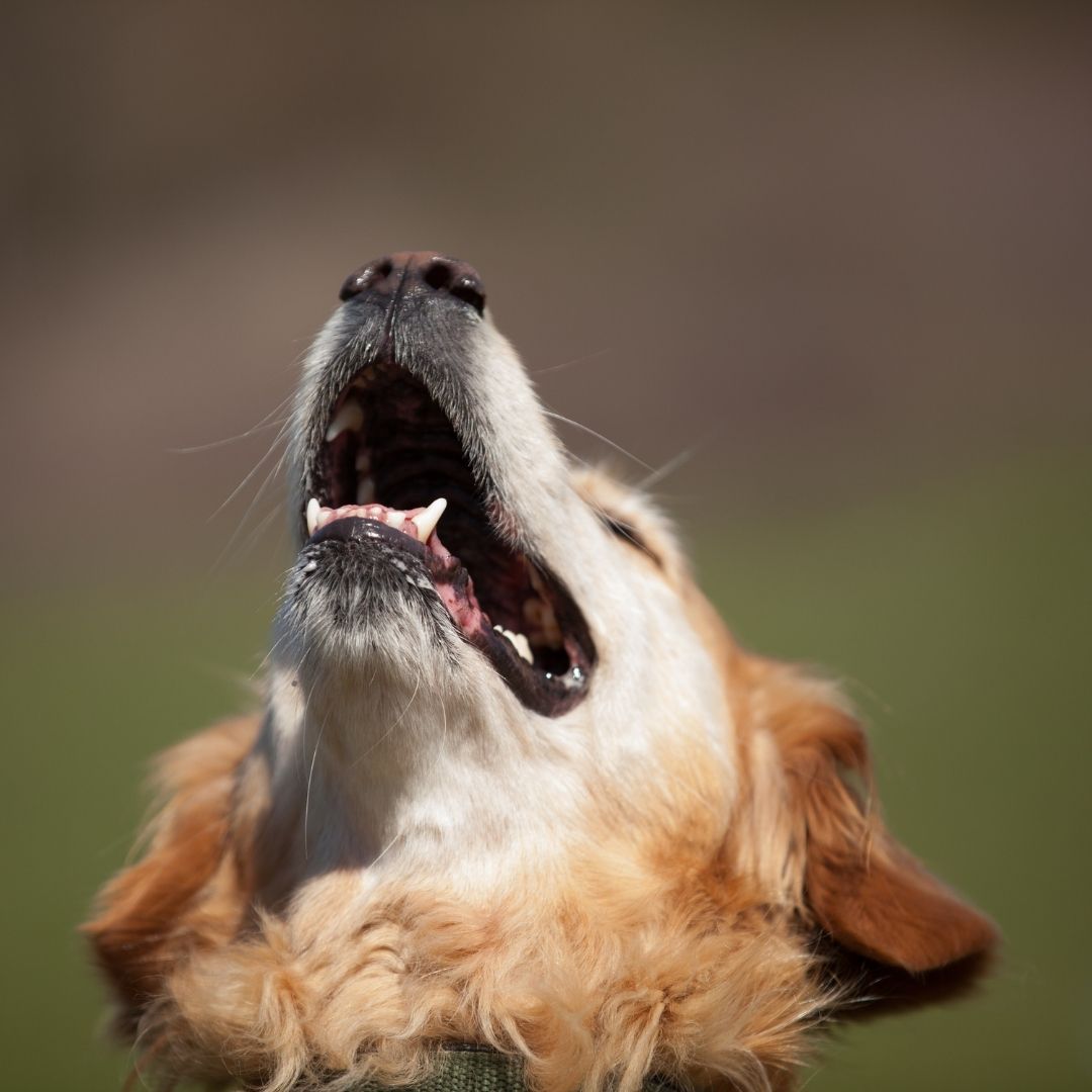 Do Dogs Have Tonsils? 4 Causes of Tonsilitis + 5 Obvious Symptoms