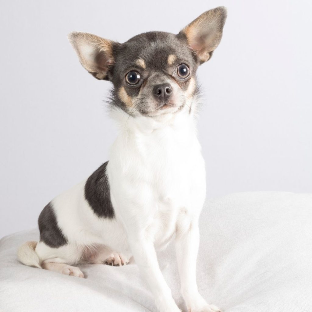 how-to-fatten-up-a-chihuahua