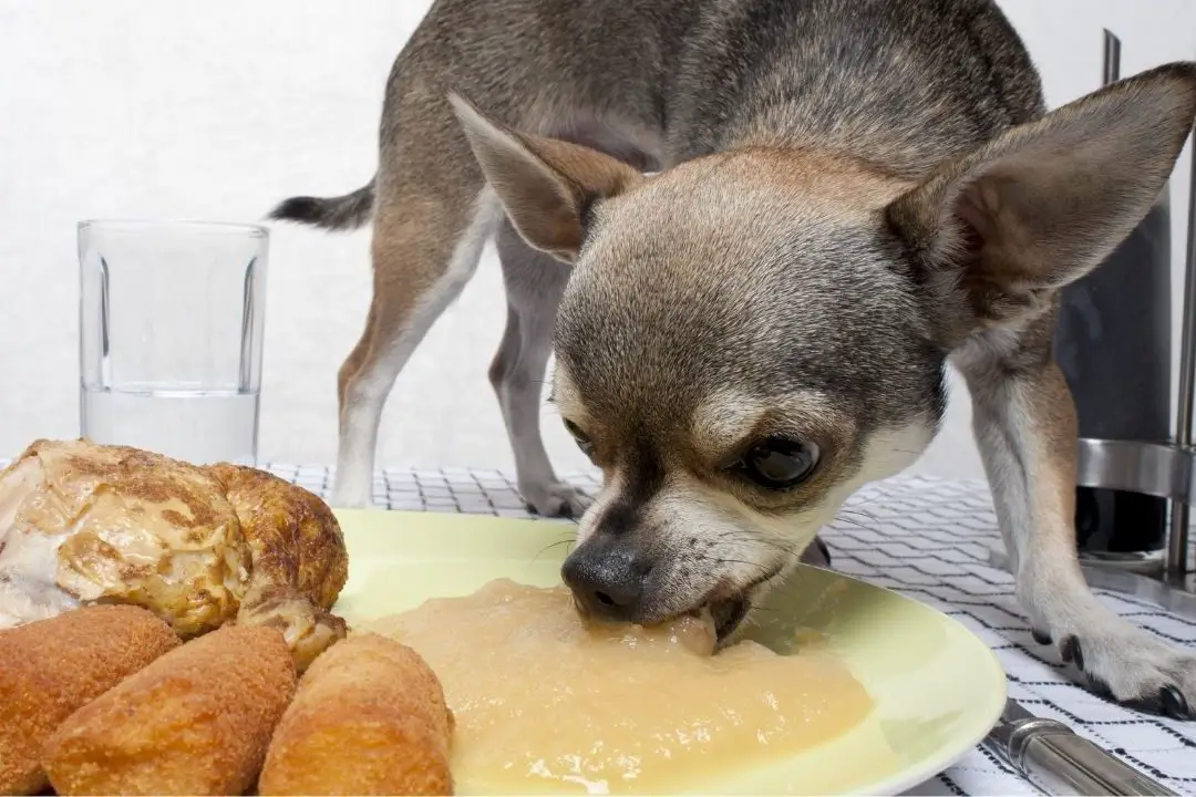 are-chihuahuas-fussy-eaters