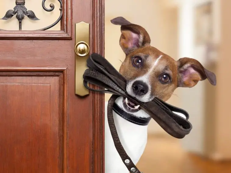 Should My Dog Wear A Collar All The Time? + 7 Tips To Wear Collar Safely