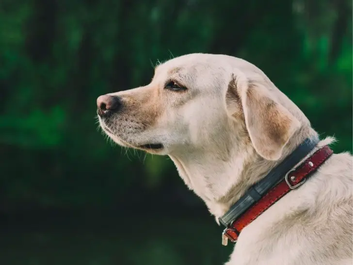 Should My Dog Wear A Collar All The Time? + 7 Tips To Wear Collar Safely