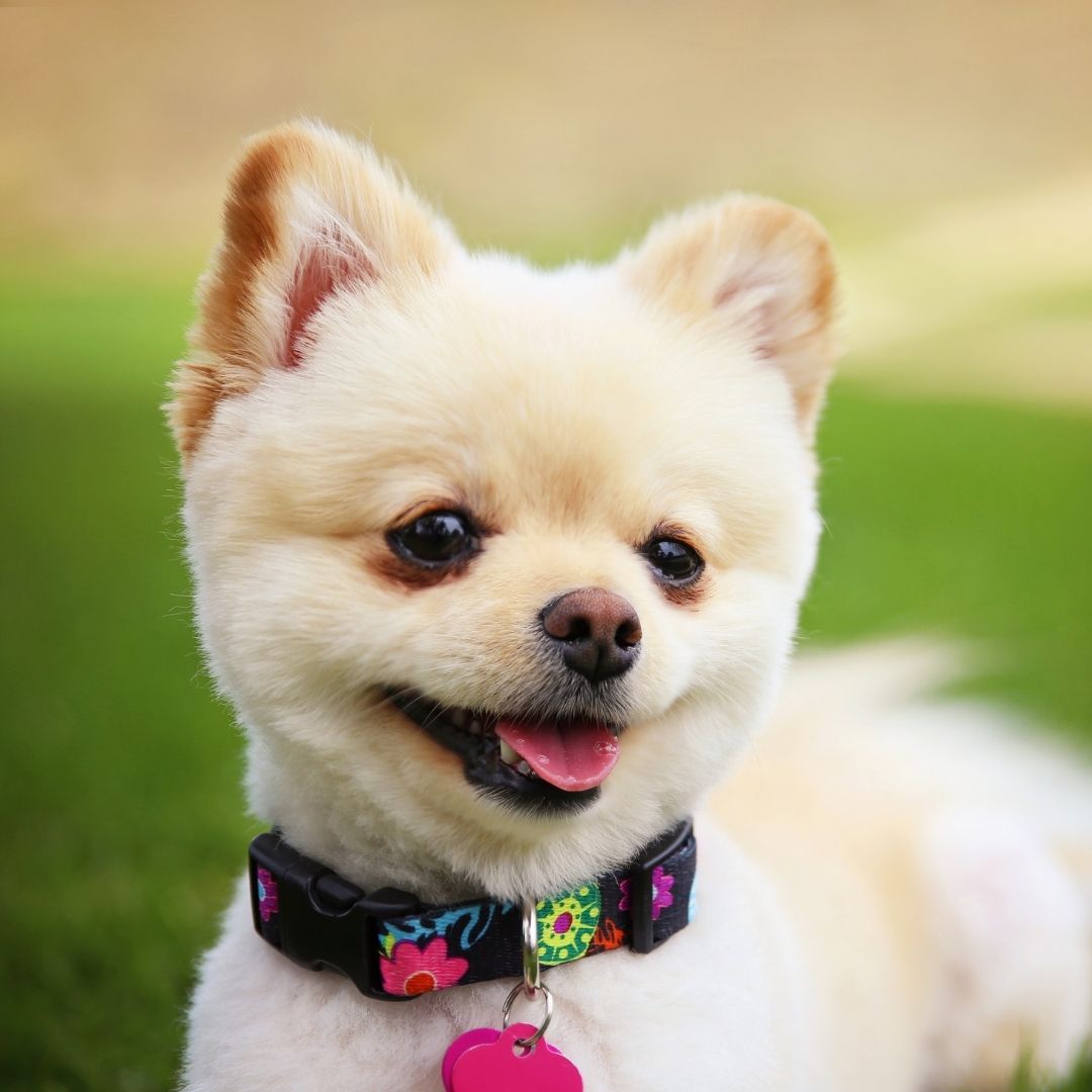 Should My Dog Wear A Collar All The Time? + 7 Tips To Wear Collar Safely