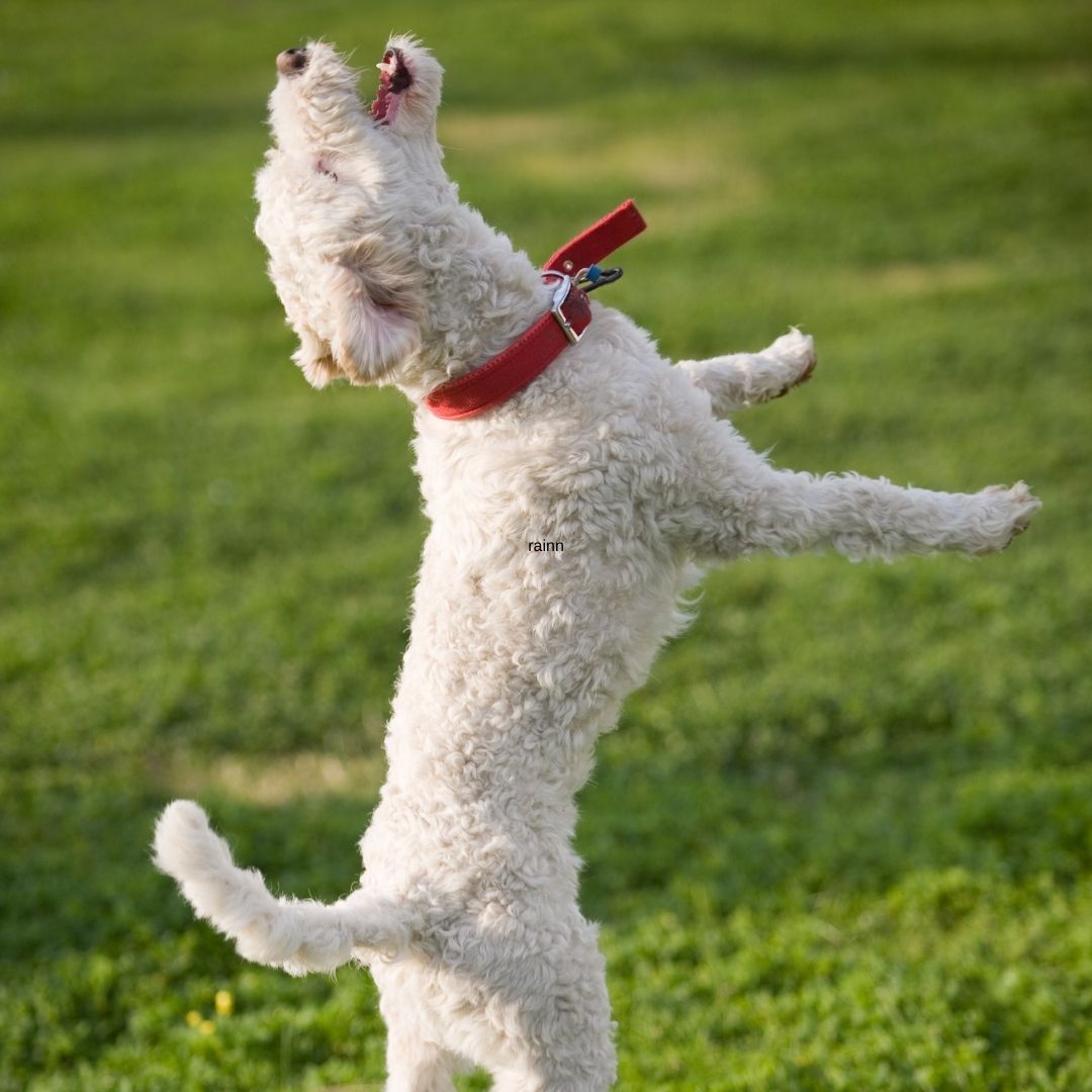 Why Do Dogs Jump On You And Bite? 6 Reasons + 3 Ways To Stop It