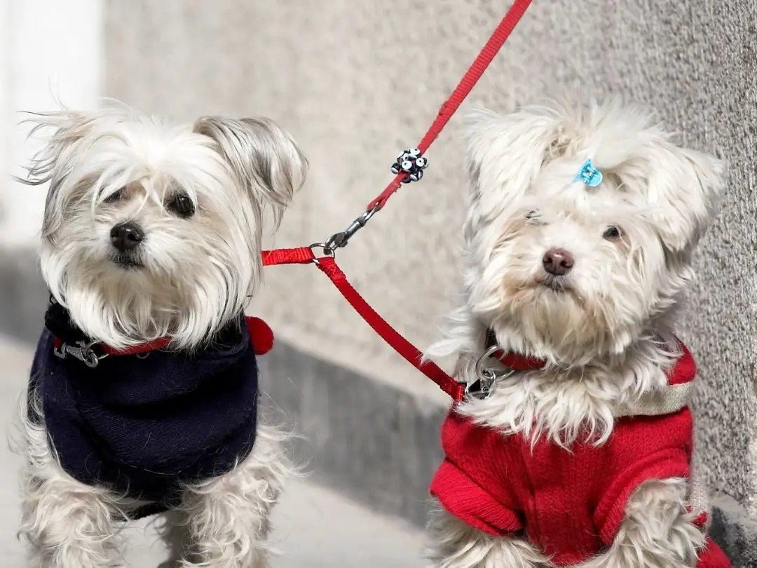 should-my-dog-wear-a-collar-all-the-time