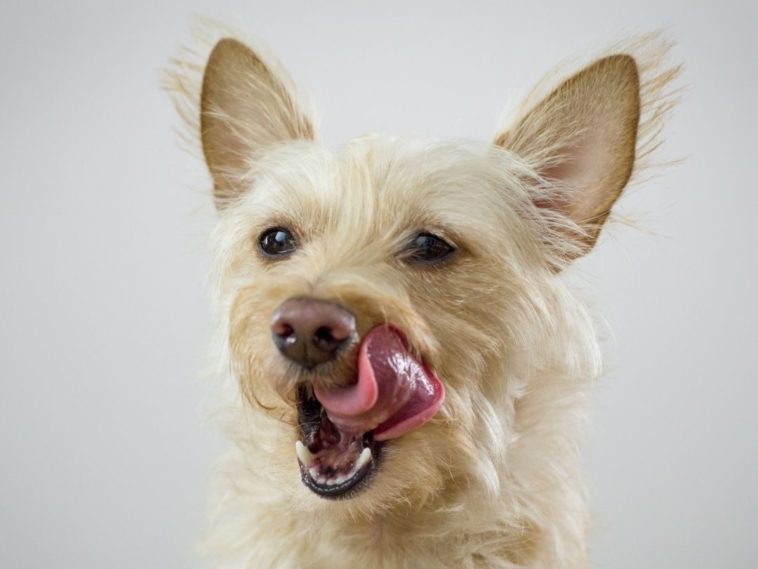 Why Do Dogs Lick Their Nose When You Pet Them? 3 Reasons + 4 Tips