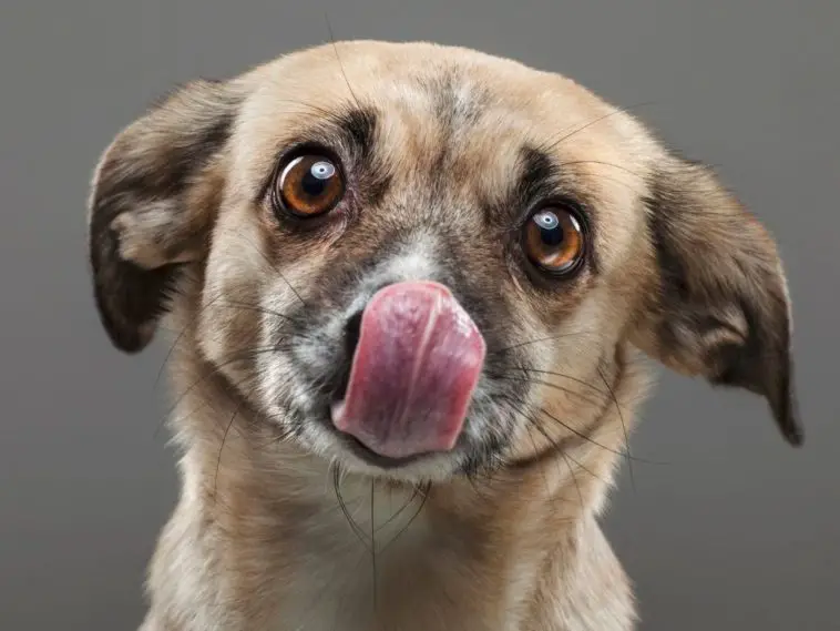 Why Do Dogs Lick Their Nose When You Pet Them? 3 Reasons + 4 Tips