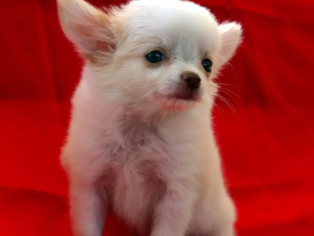 What Happens If A Dog Holds His Poop Too Long? + 4 Tips for Quick Potty