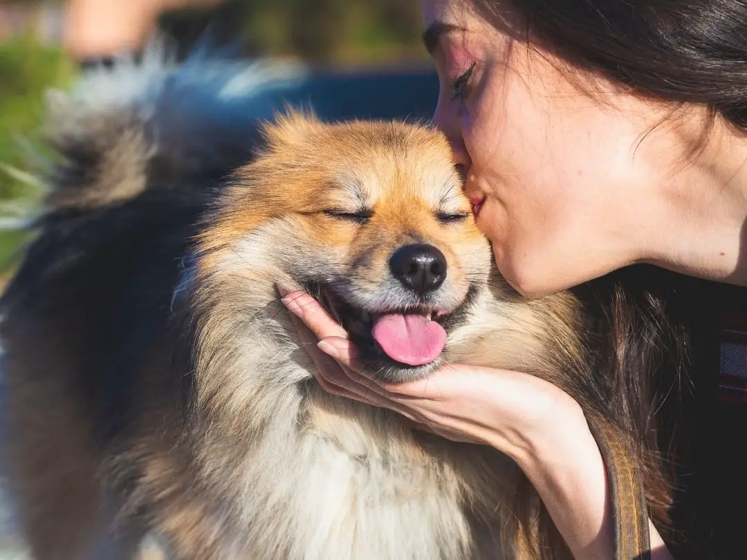 why-do-dogs-lick-their-nose-when-you-pet-them