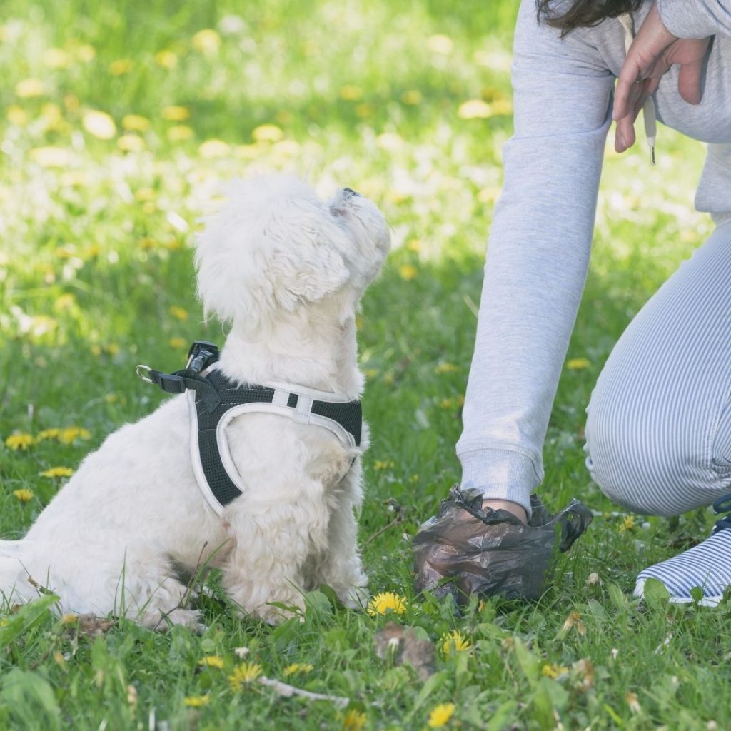 how-many-times-a-day-should-a-dog-poop