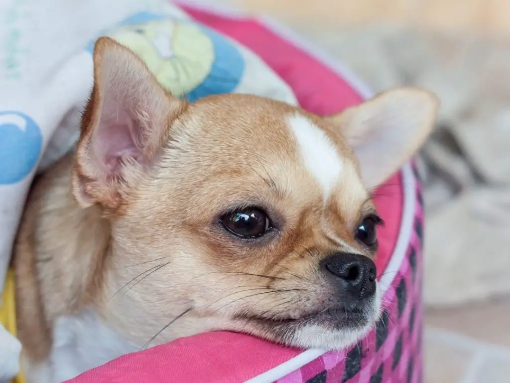 What Happens If A Dog Holds His Poop Too Long? + 4 Tips for Quick Potty