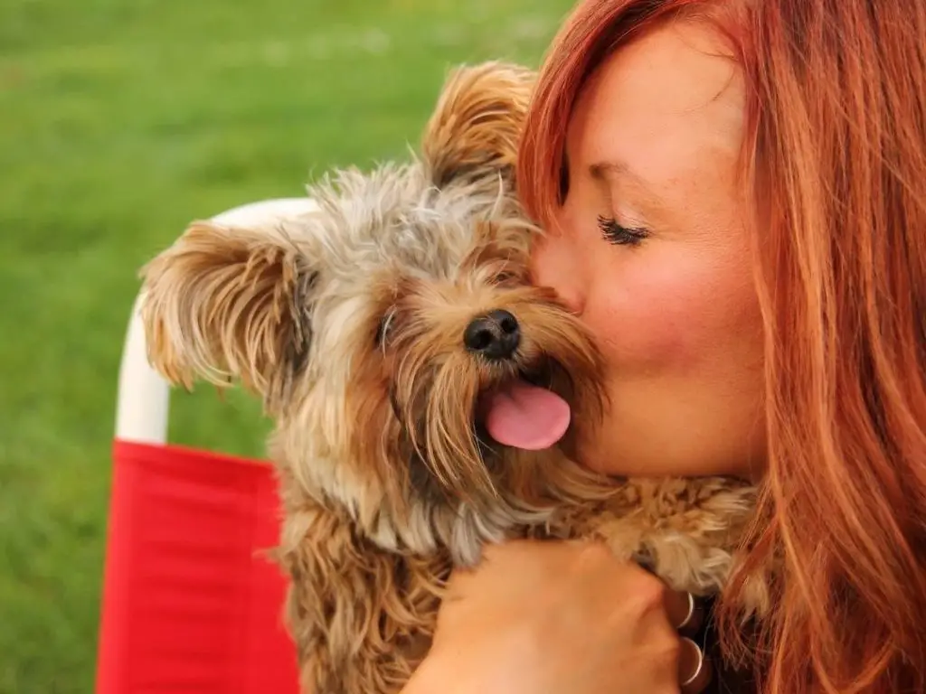Why Do Dogs Lick Their Nose When You Pet Them? 3 Reasons + 4 Tips