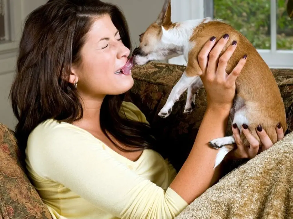 Why Do Dogs Lick Their Nose When You Pet Them? 3 Reasons + 4 Tips