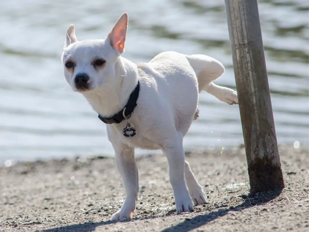 are-chihuahuas-hard-to-potty-train