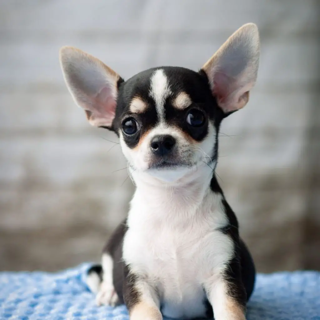 are-chihuahuas-hard-to-potty-train