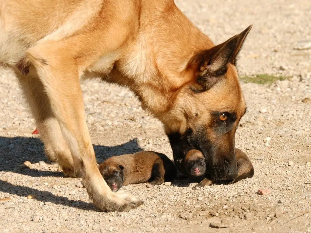 do-dogs-eat-their-puppies-if-you-touch-them