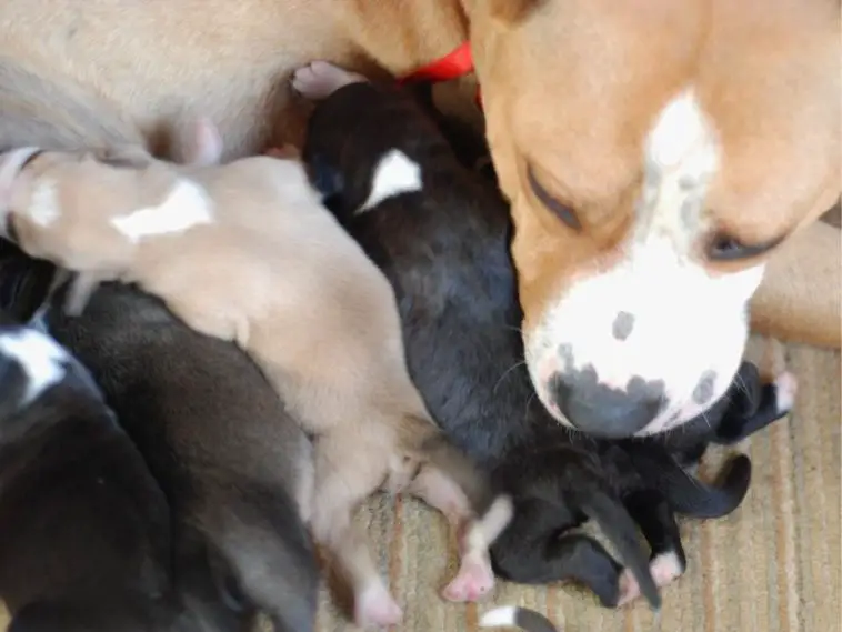 Do Dogs Eat Their Puppies If You Touch Them?+8 Tips To Protect Puppies