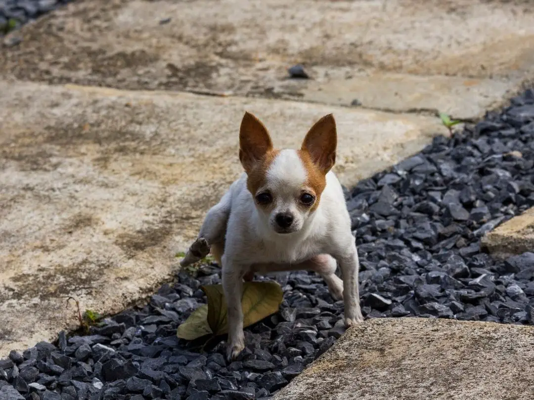 are-chihuahuas-hard-to-potty-train