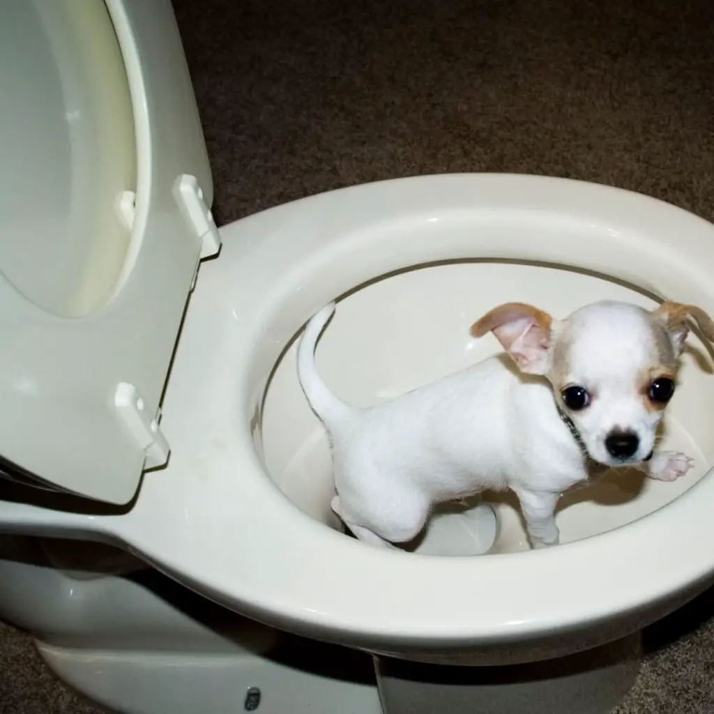 how-long-after-eating-should-a-dog-poop
