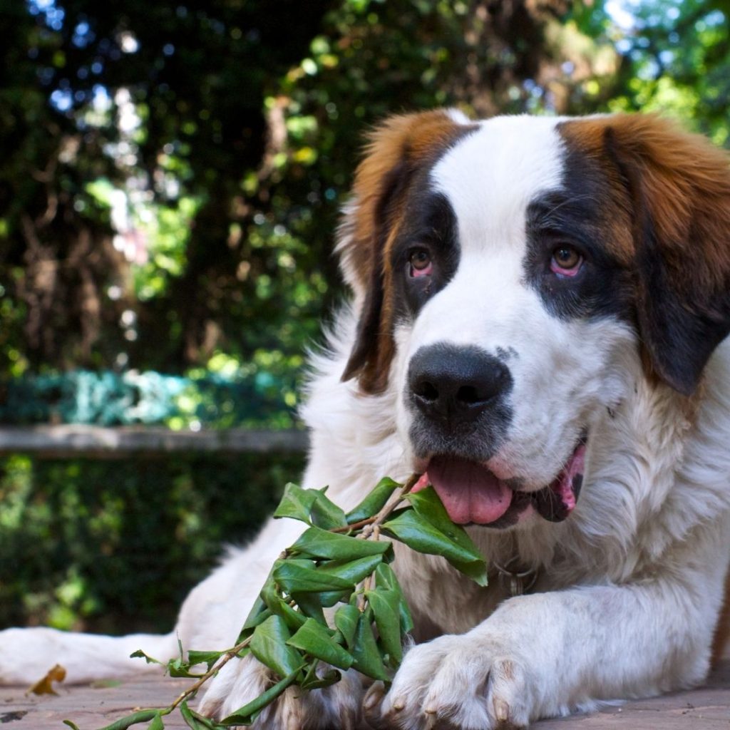 can-dogs-eat-guava