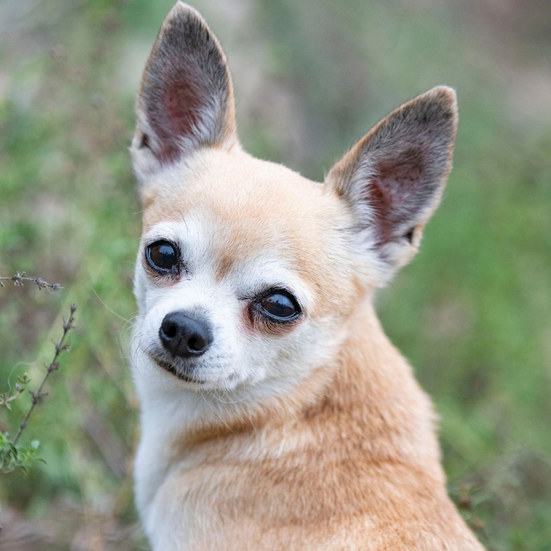 How Long After Eating Should A Dog Poop