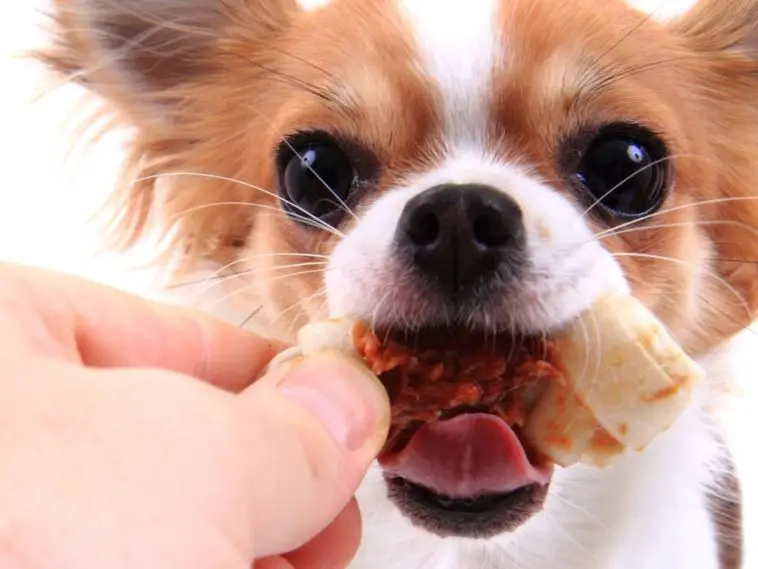 How Long After Eating Should A Dog Poop? +10 Dog Pooping Habits