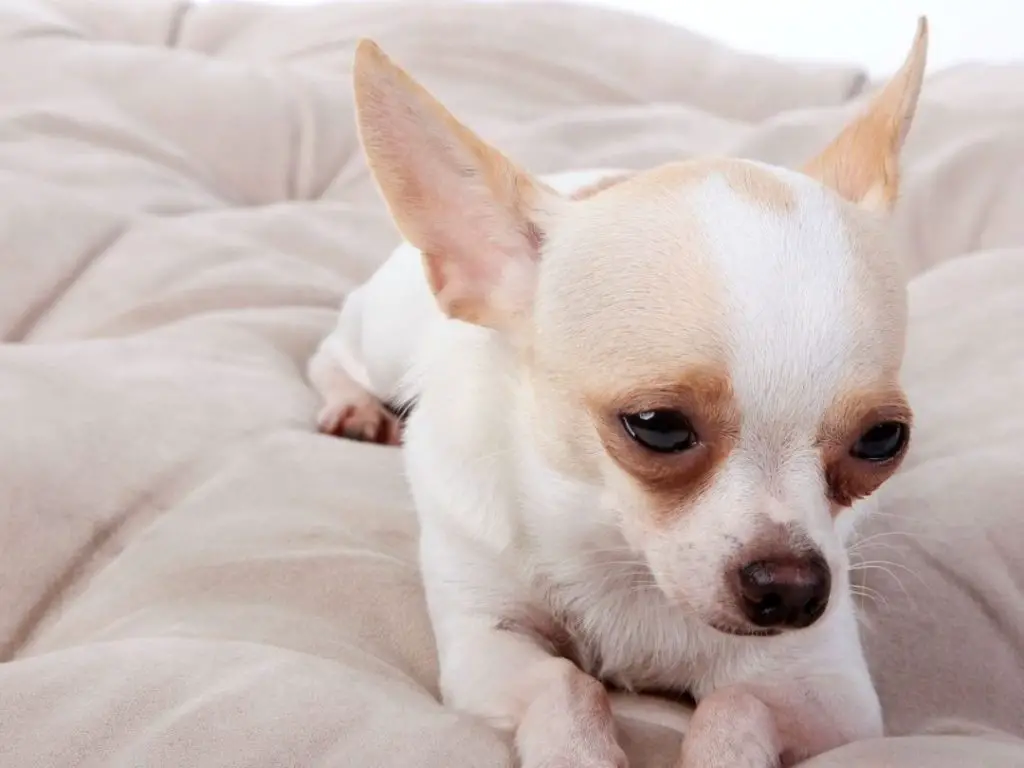 Why Is My Dog Avoiding Me? 6 Reasons + 7 Causes of Avoidance
