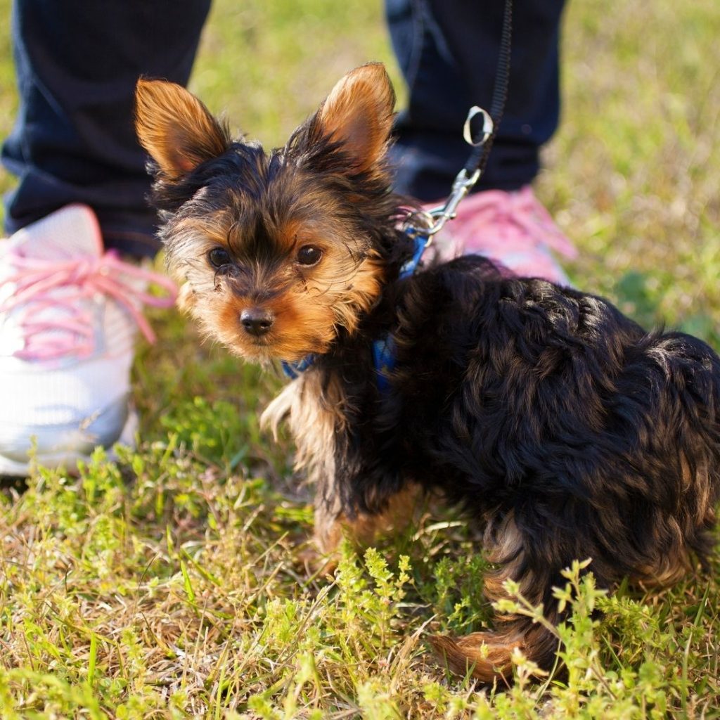 how-long-should-you-wait-to-walk-your-dog-after-they-eat