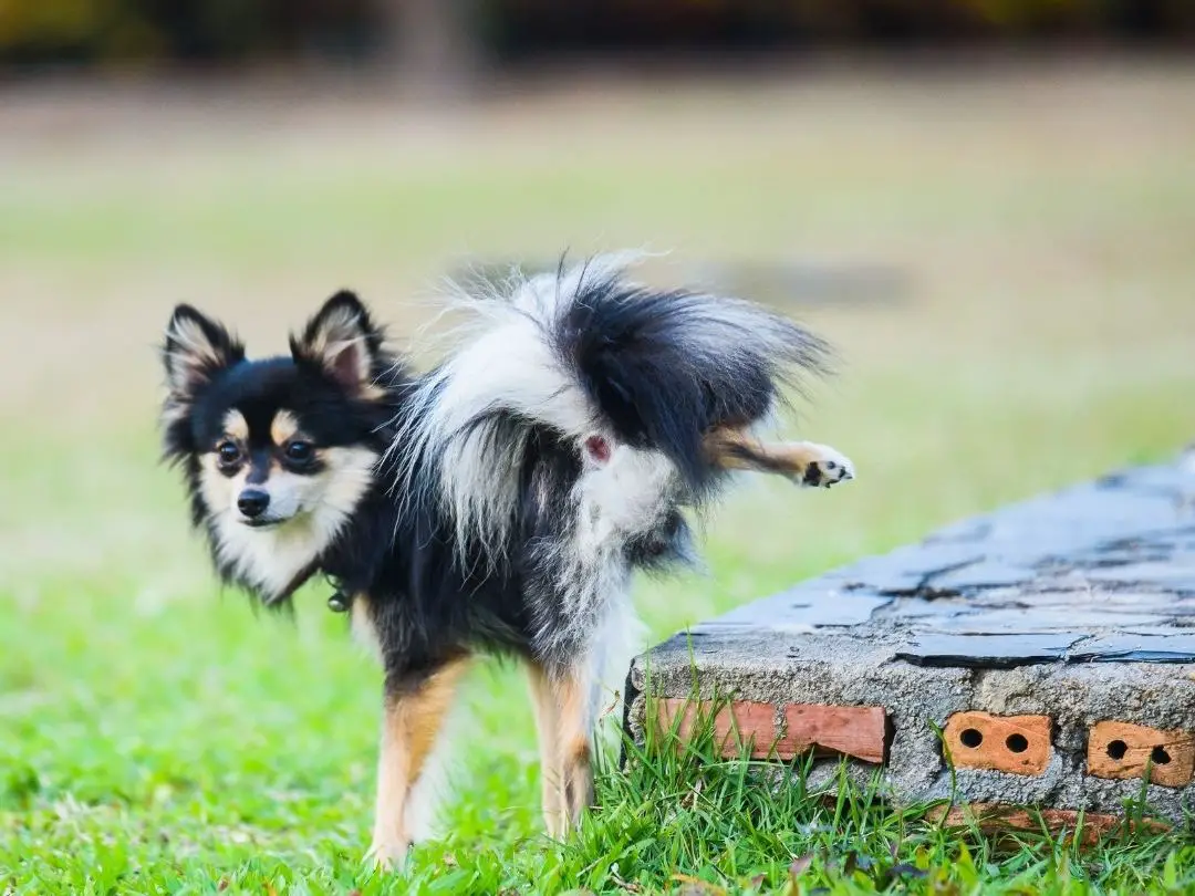 how long should i wait to feed my dog after a walk