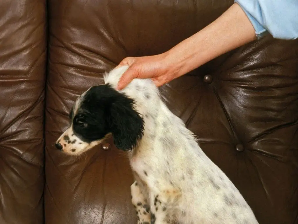 Why Is My Dog Avoiding Me? 6 Reasons + 7 Causes of Avoidance