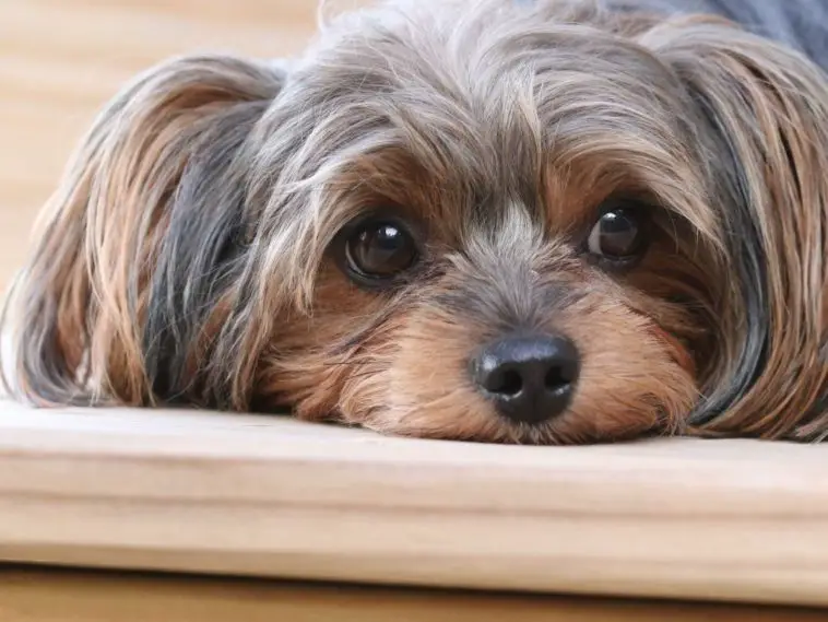 Why Is My Dog Avoiding Me? 6 Reasons + 7 Causes of Avoidance