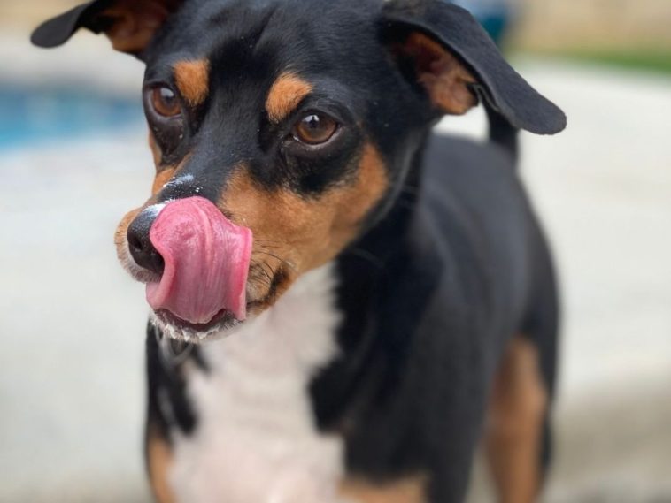 Why Do Dogs Lick Their Nose When You Pet Them? 3 Reasons + 4 Tips