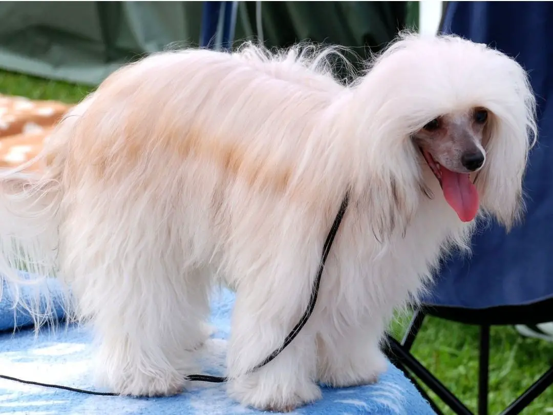 does-matted-hair-hurt-dogs