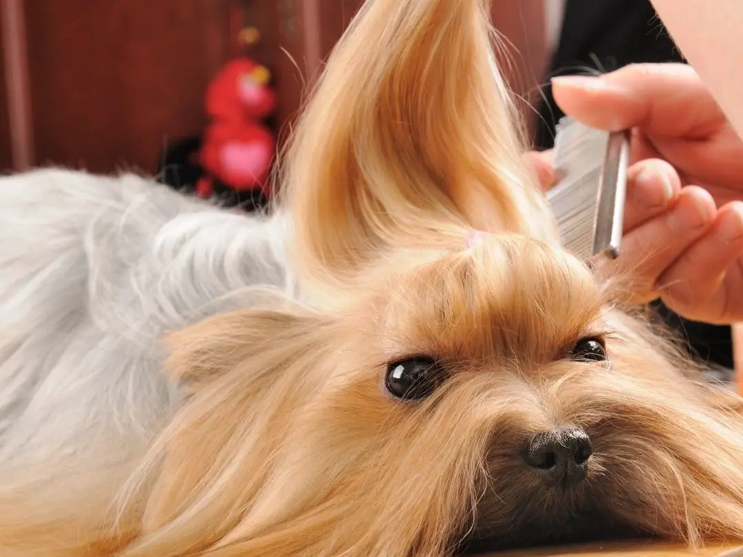 does-matted-hair-hurt-dogs