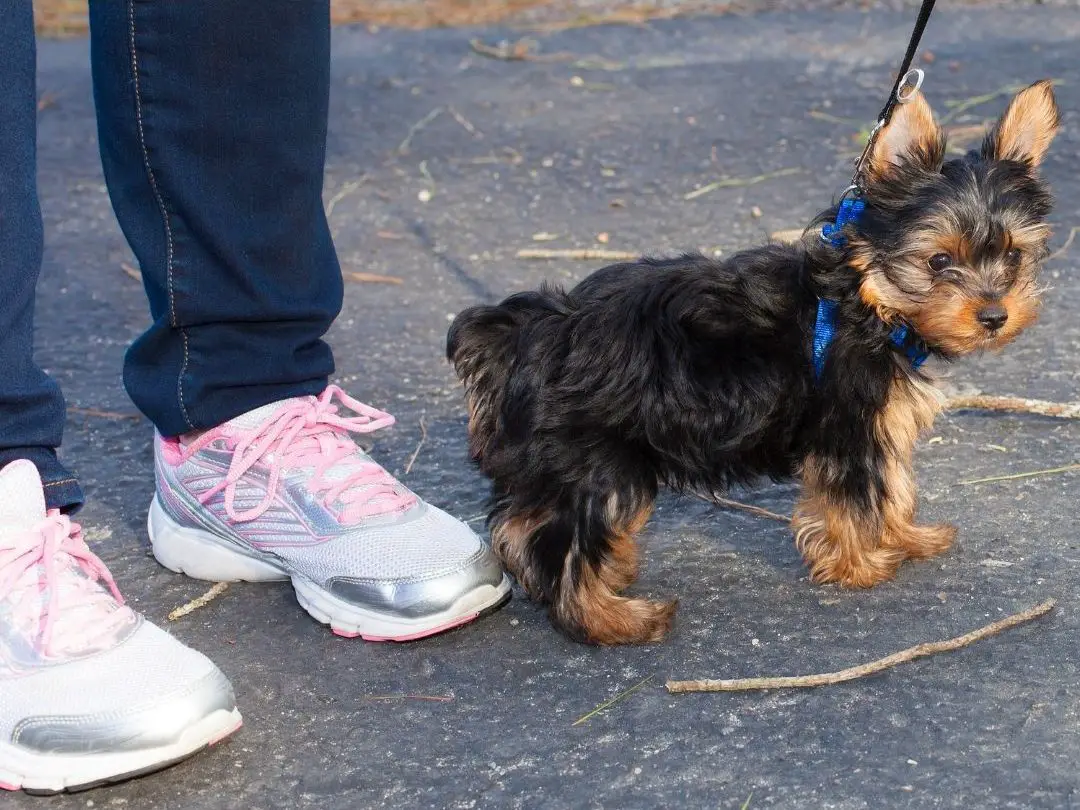 how-many-times-a-day-should-a-dog-poop