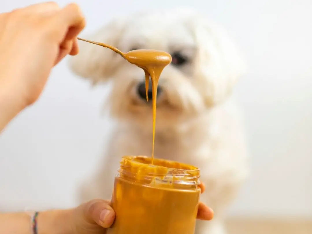 can-dogs-eat-jelly