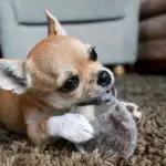 Why is my Chihuahua throwing up?